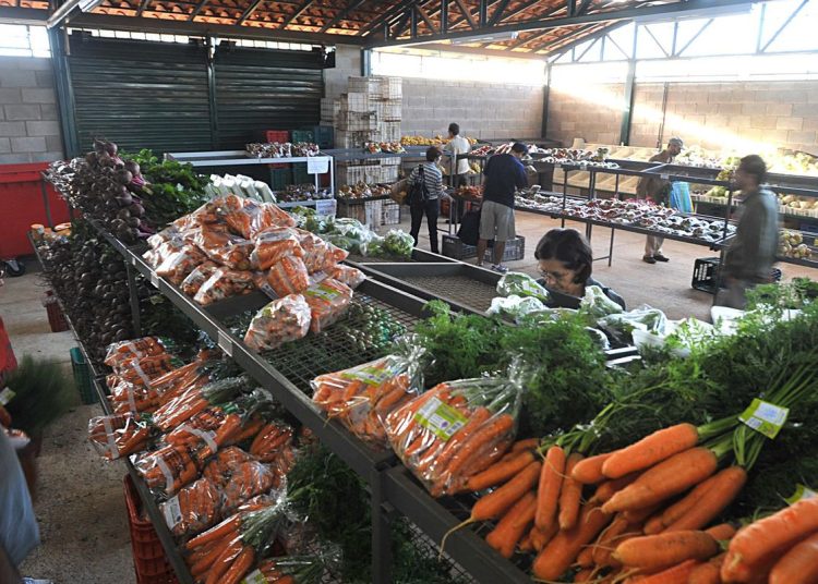 Preços da cenoura e do mamão caem nos principais mercados atacadistas