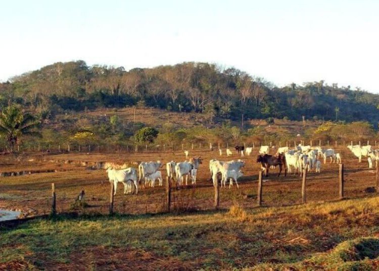 Câmara debate produção sustentável de alimentos de origem animal