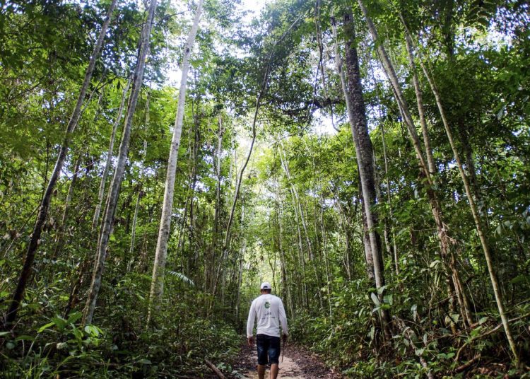 Cadeias produtivas da bioeconomia carecem de assistência técnica