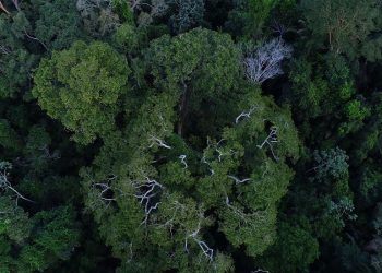 Países da Bacia Amazônica discutem ações para região com o BID