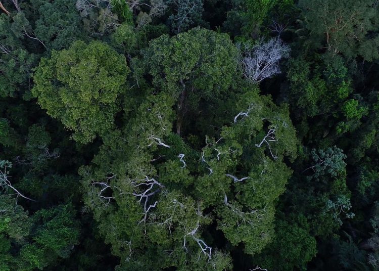 Países da Bacia Amazônica discutem ações para região com o BID