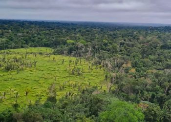 Perda de florestas tropicais primárias aumentou 15% no Brasil em 2022