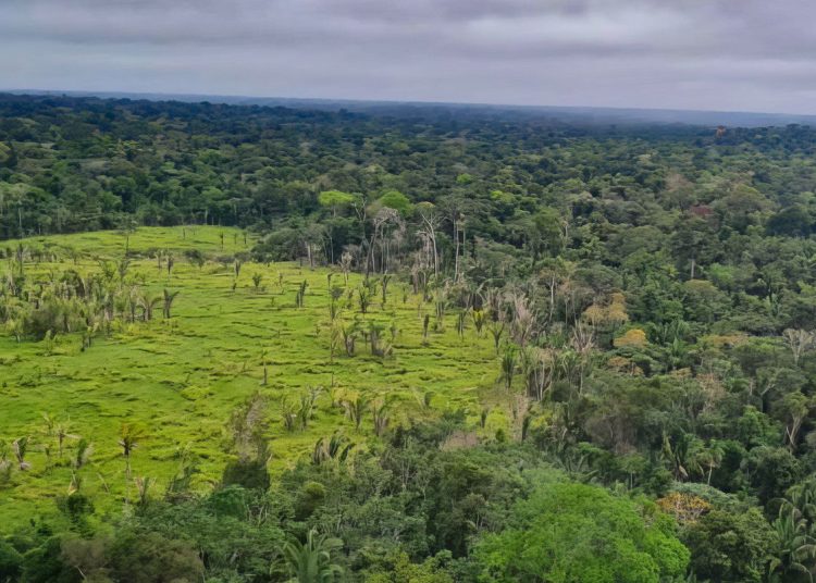 Perda de florestas tropicais primárias aumentou 15% no Brasil em 2022