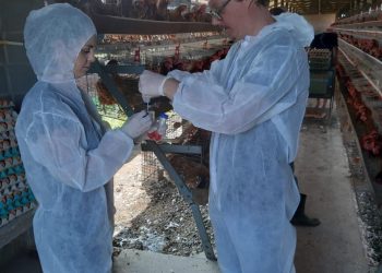 Mesmo sem casos, Indea intensifica ações contra influenza aviária em MT