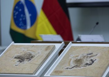 Alemanha devolve fóssil Ubirajara jubatus ao Cariri cearense