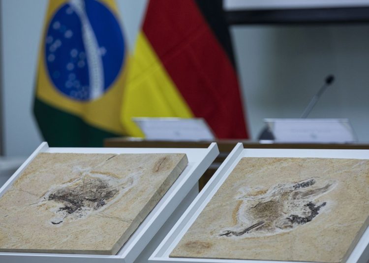 Alemanha devolve fóssil Ubirajara jubatus ao Cariri cearense
