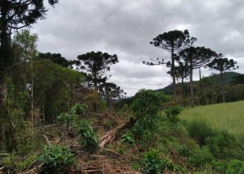Ações ambientais ajudam na recuperação de 254 hectares de florestas