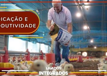 Avicultor investe na criação de frangos e se destaca na integração
