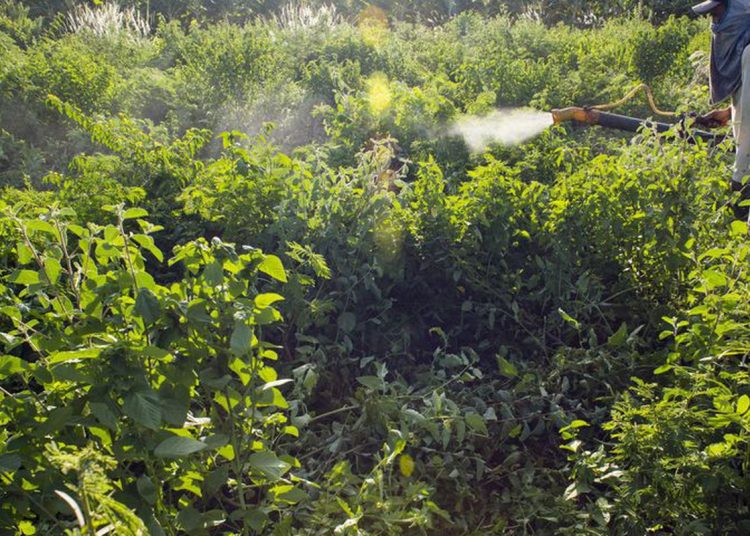 Maioria do STF vota por derrubar trechos de decreto sobre agrotóxicos