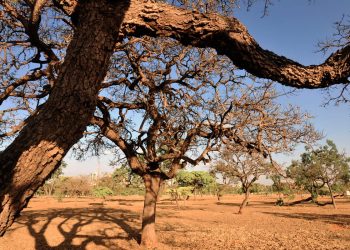 No Cerrado, 24 municípios concentram metade do desmatamento