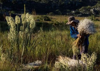 Sempre-vivas: Minas reconhece agricultura tradicional como patrimônio