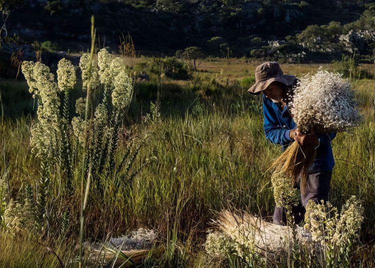Sempre-vivas: Minas reconhece agricultura tradicional como patrimônio