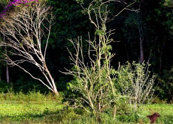 Brasil estoca no solo o equivalente a 70 anos de emissões de CO2