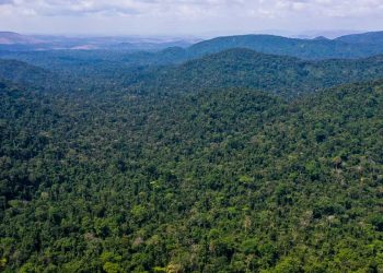 Desmatamento na Amazônia cai 31% de janeiro a maio