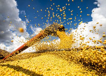Relatório denuncia relação entre mercado e grilagem no Cerrado