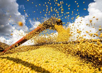 Produção de grãos chegará a 390 milhões de toneladas em 10 anos