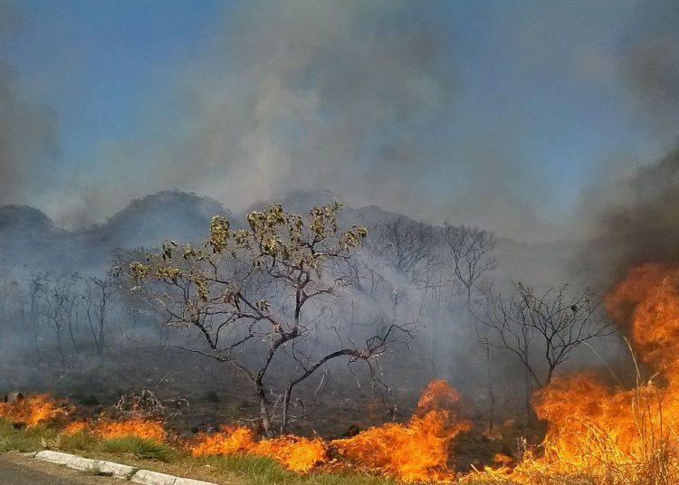 Falta política de proteção ao Cerrado, alerta líder ambientalista