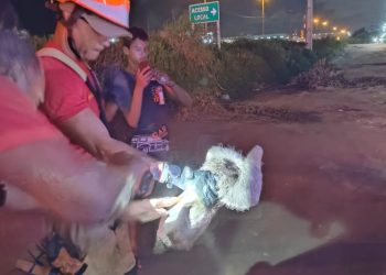 VÍDEO: Bicho-preguiça é resgatado em fio de alta tensão após risco de choque na região metropolitana de João Pessoa