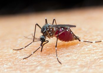 Saúde alerta a população para redobrar cuidados com o mosquito Aedes aegypti