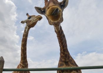 Morre quarta girafa importada ilegalmente da África do Sul