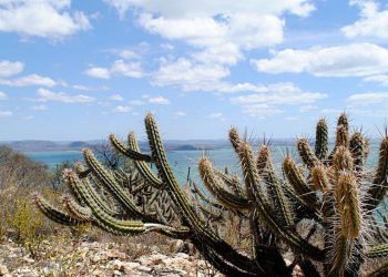 Mudanças climáticas podem gerar perda de espécies na Caatinga