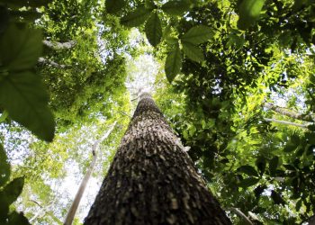 Governo estuda ampliar faixa de fronteira da Amazônia Legal
