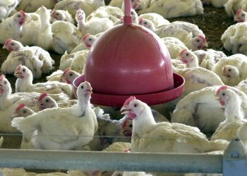 Missão tentará reverter suspensão da compra de aves de SC pelo Japão