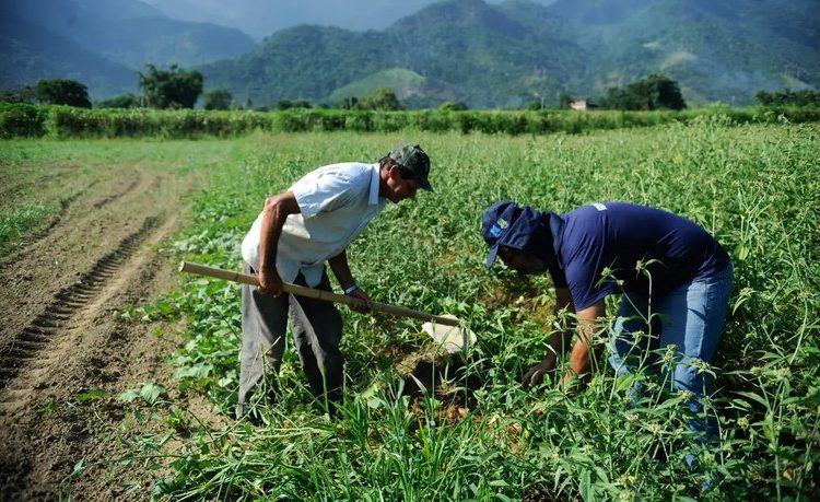Governo Federal lançará Plataforma Digital de Inovação Agropecuária